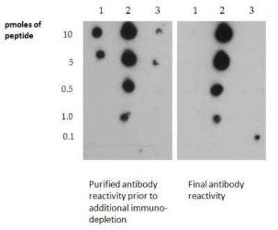 Dot Blot: Histone H3 [Dimethyl Lys4, Sym-dimethyl Arg2] Antibody [NB21-1202] - Analysis of H3R2me2s/K4Me2 in picomoles of peptide. Lanes (1) R2Me2 only, (2) Both Modifications, and (3) K4Me2.